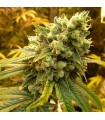 Sativa's Sour Diesel 10 u. reg. Nirvana