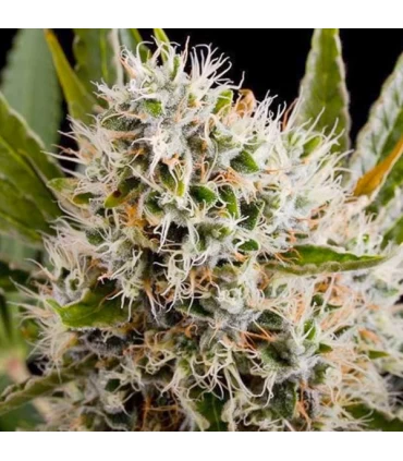 Lithium OG Kush - Nirvana - Kayamurcia.es