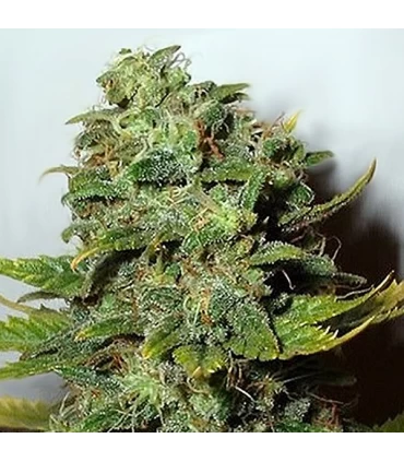 Mango Skunk - Nirvana - Kayamurcia.es