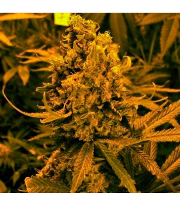 Auto Blueberry Kush - Nirvana - Kayamurcia.es