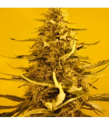 Auto White Widow - Nirvana - Kayamurcia.es