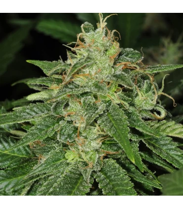 S.A.G.E. CBD - T.H. Seeds.