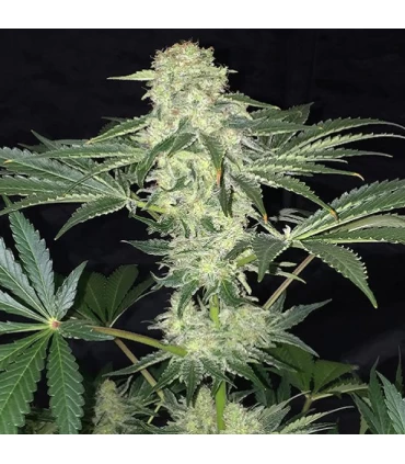 LA S.A.G.E. CBD - T.H. Seeds.
