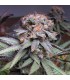 Querkle 10 u. reg. TGA-SUBCOOL