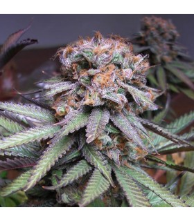 Querkle 10 u. reg. TGA-SUBCOOL