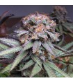 Querkle 10 u. reg. TGA-SUBCOOL