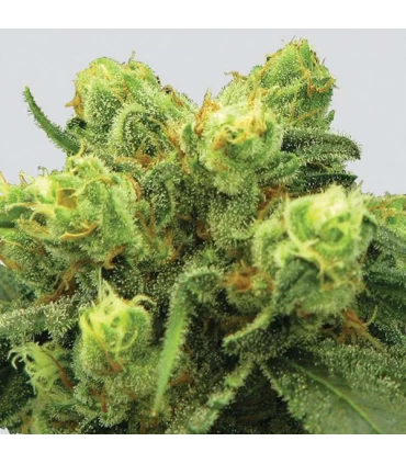 Pre-99 Big Bud - Nirvana - Kayamurcia.es