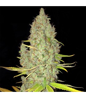 Chicle AKA Bubbledawg - T.H. Seeds.