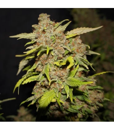 M.O.B.  - T.H. Seeds.