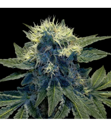 Sharksbreath - GYO - DNA Genetics - Kayamurcia.es