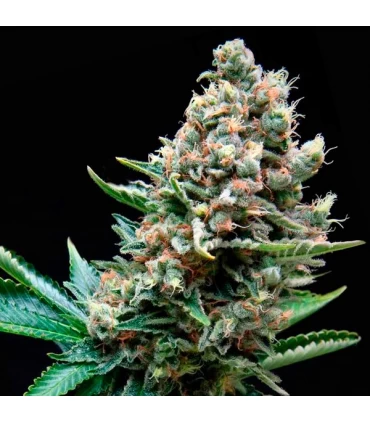 Auto Super OG Kush - Pyramid Seeds.