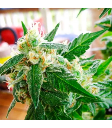 Auto AK 48 - Nirvana - Kayamurcia.es