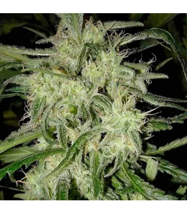 Lemon OG Haze - Nirvana - Kayamurcia.es