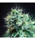 Jesus OG 10 u. reg. TGA-SUBCOOL