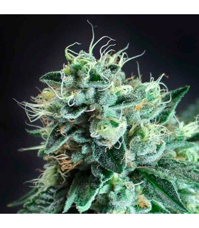 Jesus OG 10 u. reg. TGA-SUBCOOL