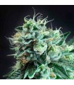 Jesus OG 10 u. reg. TGA-SUBCOOL
