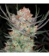 Brian Berry Cough 10 u. reg. TGA-SUBCOOL