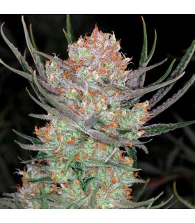 Brian Berry Cough 10 u. reg. TGA-SUBCOOL