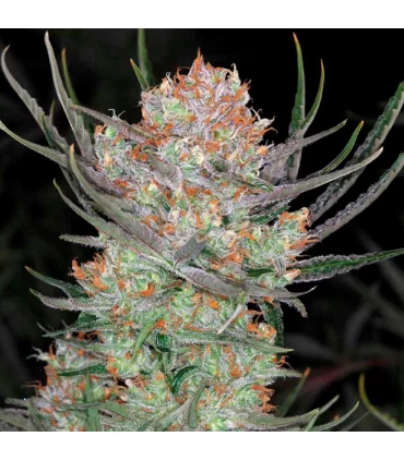 Brian Berry Cough 10 u. reg. TGA-SUBCOOL