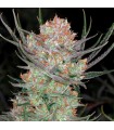 Brian Berry Cough 10 u. reg. TGA-SUBCOOL