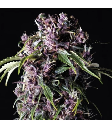 Purple - Pyramid Seeds.