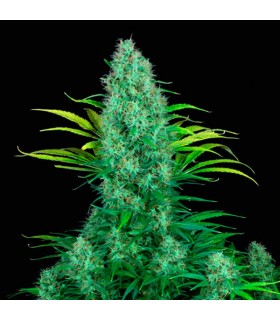 Serious 6 11 u. reg. Serious Seeds