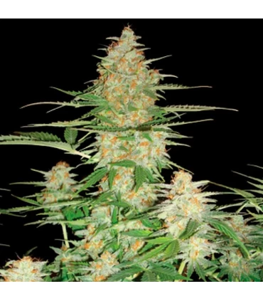Auto 60 Day Lemon - DNA Genetics - Kayamurcia.es