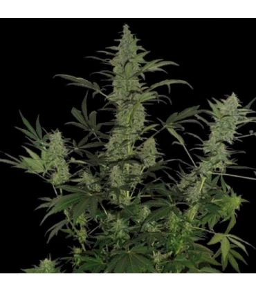Auto 60 Day Lemon - DNA Genetics - Kayamurcia.es