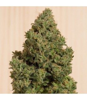 Blue Dream CBD - Humboldt