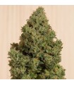 Blue Dream CBD - Humboldt