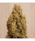 Green Crack CBD - Humboldt