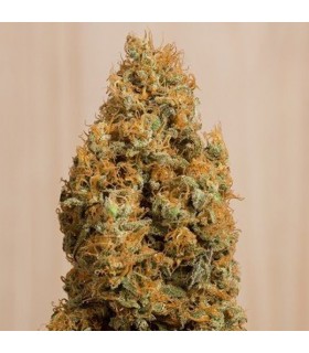 Green Crack CBD - Humboldt