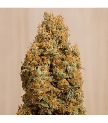 Green Crack CBD - Humboldt