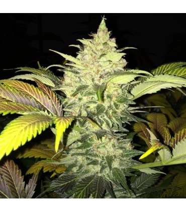 Roof 95 - T.H. Seeds.