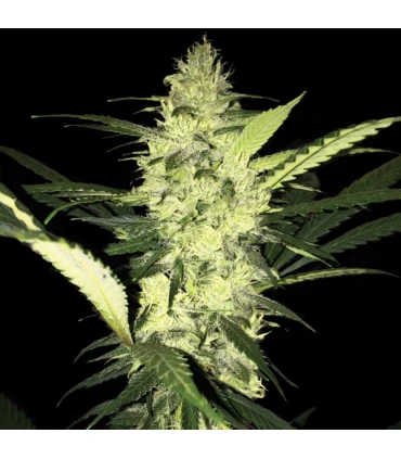 LA S.A.G.E.  - T.H. Seeds.