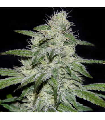 Kritikal Bilbo CBD - Genehtik - Kayamurcia.es