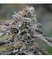 Black D.O.G. 25 u. fem. Humboldt