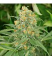 Green Crack 25 u. fem. Humboldt