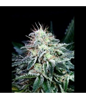 Auto Radical 5u fem. Absolute Cannabis Seeds
