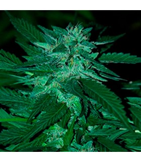 Bubba Delight 10 u. reg. (90%fem) Peyote Delights. Cannabiogen