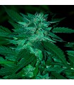 Bubba Delight 10 u. reg. (90%fem) Peyote Delights. Cannabiogen