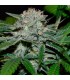 Hash Fruit  5 u. reg. (90%fem) Peyote Delights. Cannabiogen