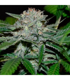 Hash Fruit  5 u. reg. (90%fem) Peyote Delights. Cannabiogen