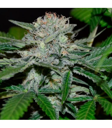 Hash Fruit  5 u. reg. (90%fem) Peyote Delights. Cannabiogen