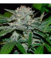 Hash Fruit 10 u. reg. (90%fem) Peyote Delights. Cannabiogen