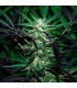 Mangobiche Kush 10 u. reg. (90%fem) Peyote Delights. Cannabiogen