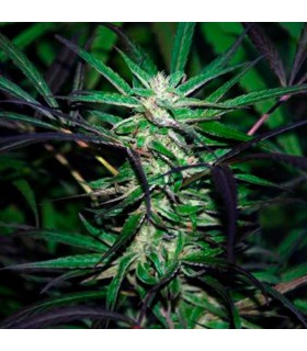 Mangobiche Kush 10 u. reg. (90%fem) Peyote Delights. Cannabiogen