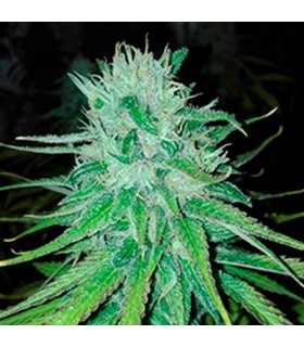 Michoacan Cream 10 u. reg. (90%fem) Peyote Delights. Cannabiogen