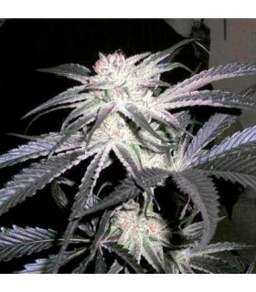 Peyote Purple 10 u. reg. (90%fem) Peyote Delights. Cannabiogen