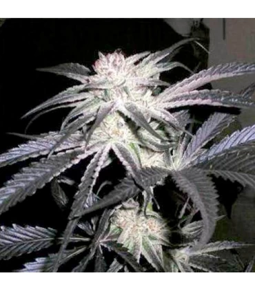 Peyote Purple 10 u. reg. (90%fem) Peyote Delights. Cannabiogen